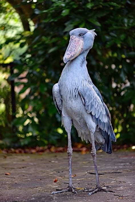 Outstanding Facts About The Amazing Shoebill Shoebill Shoebill