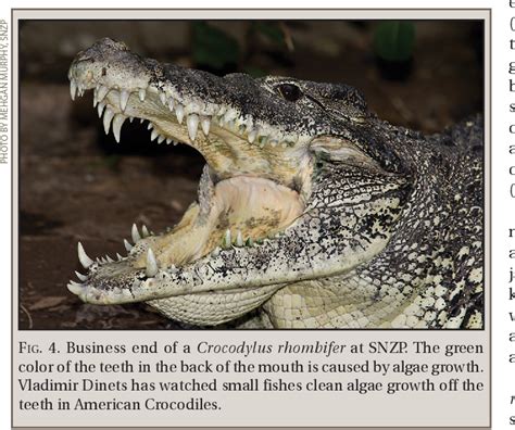 Behaviors In The Cuban Crocodile Crocodylus Rhombifer Semantic Scholar