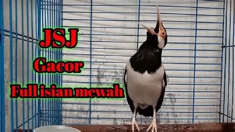 Suara Jalak Suren Gacor Full Isian Mewah Cocok Buat Masteran Burung