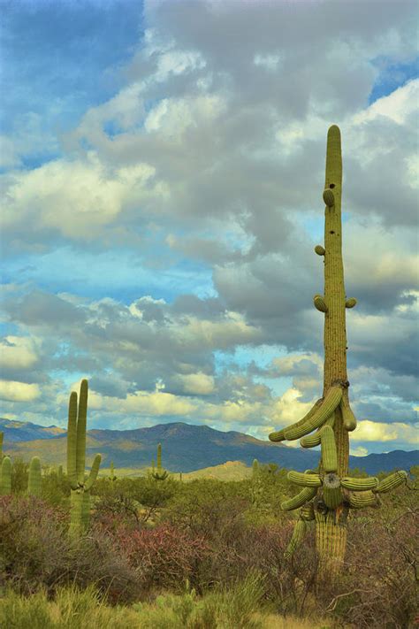 Saguaro Cactus Arizona Photograph by Nancy Jenkins - Fine Art America