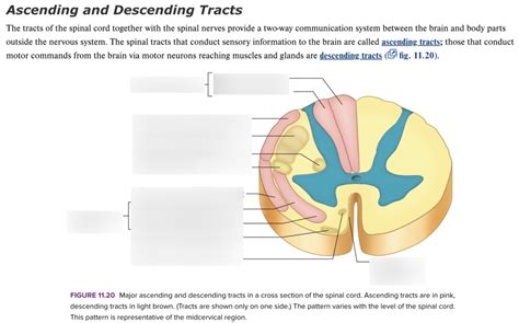 Ascending And Descending Tracts Diagram Diagram Quizlet