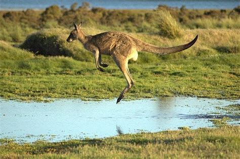 Bipedal Locomotion | Biology Dictionary