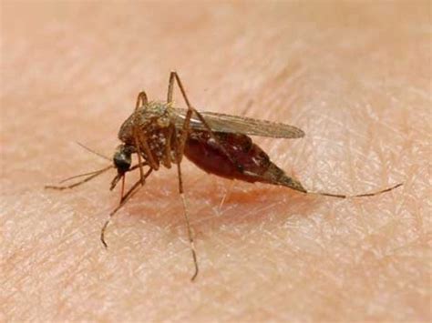 With no West Nile vaccine in sight, self-protection is key - News | UAB