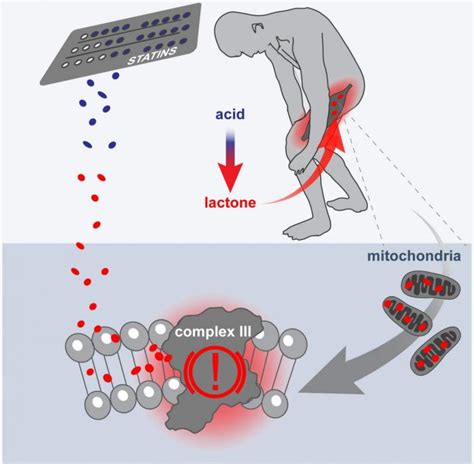 Scientists Identify Mechanism Behind Statin Induced Muscle Weakness