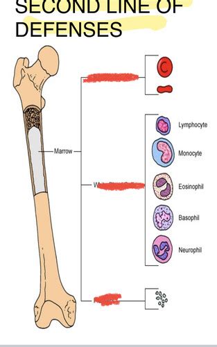 Microbio Ch 16 INNATE Immunity Flashcards Quizlet