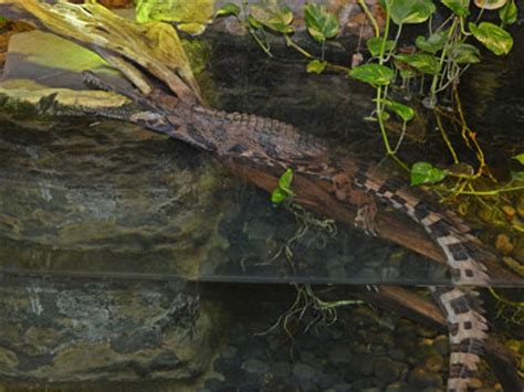 The Online Zoo - Tomistoma