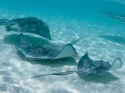 Snorkeling Stingray City - Grand Cayman