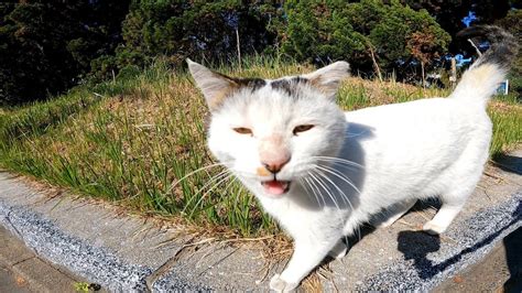 港近くの通りで島の来場者に挨拶して回る猫島の猫 Youtube