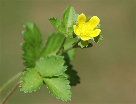 Wild Strawberry Weedalert