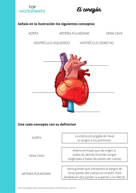 Ficha Para Imprimir El Coraz N P Gina Topworksheets