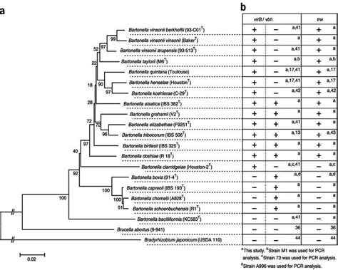 Phylogenetic Tree Of Bartonella Based On Multilocus Sequence Analysis