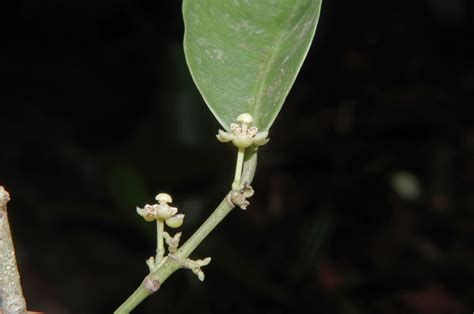 Garcinia Luzoniensis Clusiaceae Image At Phytoimages Siu Edu