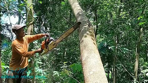 KERASNYA KAYU AKASIA Tebang Pohon Akasia Langsung Di Gergaji Serkel