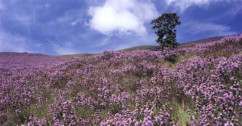 Visitors Info for watching the mass flowering of Neelakurinji | Kurinji ...