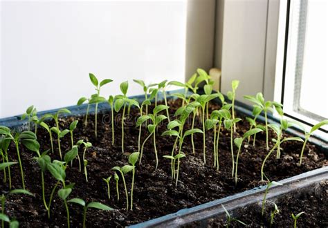 Seedlings of Eggplant in the Boxes. Stock Image - Image of herbs, crates: 83752931