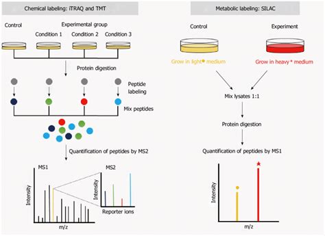 Schematic Overview Of Labeling Strategies Used In Quantitative