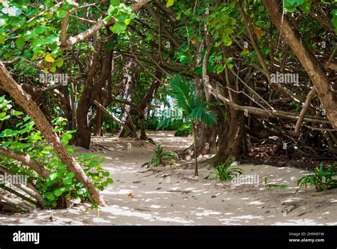 Sandy Path Through Tropical Jungle Leading To A Peaceful Beach Stock