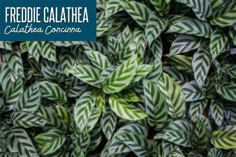 Gorgeous Calathea Varieties With Pictures Growfully