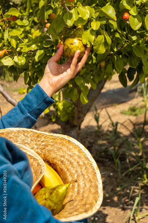 Woman Picking Pears From The Tree Of A Ecological Village And Put Its