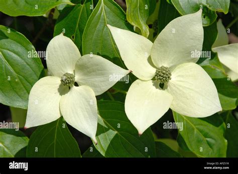 Cornouiller Du Japon Cornus Kousa Var Kousa Fleurs Photo Stock Alamy