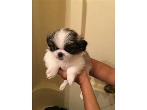 Pekingese Puppies For Sale Amoret Puppies For Sale Near Me