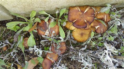 Be Proactive To Ward Off Armillaria Root Rot Gardening In The Panhandle