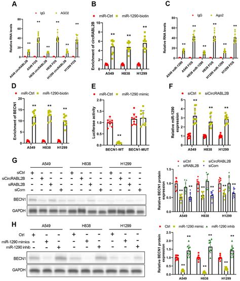 The Circular Rna Circrabl B Promotes Non Small Cell Lung Cancer