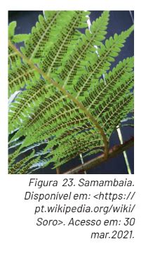 Blog de Biologia Questão de PET A figura mostra a face inferior de