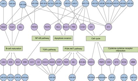 Validated Mirnamrna Interactions In B Cell Non Hodgkin Lymphoma Download Scientific Diagram