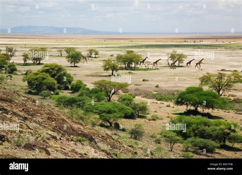 Kenia Kajiado District Amboseli Nationalpark Maasai Giraffen Bewegen