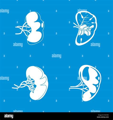 Spleen Milt Anatomy Icons Set Simple Illustration Of Spleen Milt