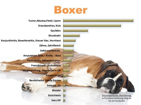 Statistik Boxer Krankheiten