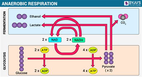 Overview of Cellular Respiration- Aerobic & Anaerobic Respiration