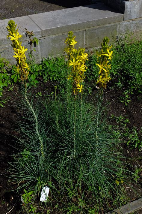 Asphodeline Lutea Asphodelaceae Image 93404 At PhytoImages Siu Edu