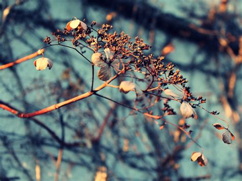 Bildet Tre Natur Gren Blomstre Vinter Anlegg Sol Fotografering