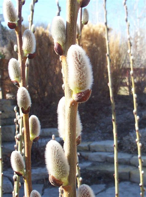 Artistic Environments Spring Brings Some Of My Favorite Things Pussy Willows Cattails Soft