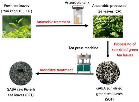 The Characteristic Aroma Compounds Of Gaba Sun Dried Green Tea And Raw