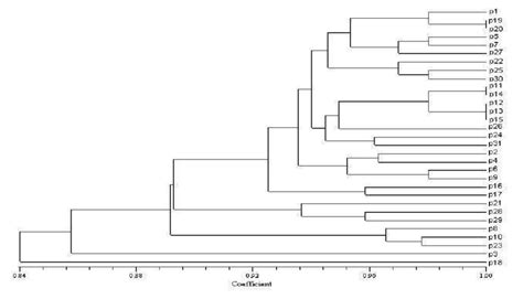 Figure Upgma Dendrogram Based On The Dice Similarity Coefficient