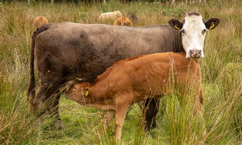 Icbf Releases Year Suckler Calving Statistics