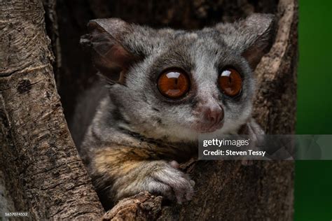 Galago Bush Baby High-Res Stock Photo - Getty Images