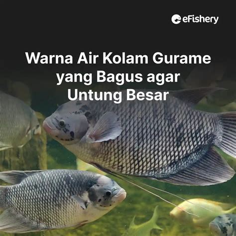 Warna Air Kolam Gurame Yang Bagus Agar Untung Besar