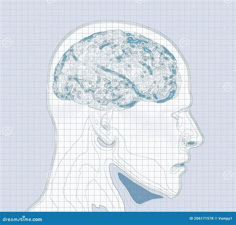 Mappa Geografica Del Cervello Che Rielabora Il Cervello Umano Sotto