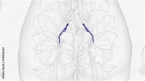 The Internal Iliac Vein Iiv Represents The Union Of Veins And Venous