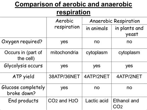 ️Aerobic And Anaerobic Respiration Worksheet Free Download| Gambr.co