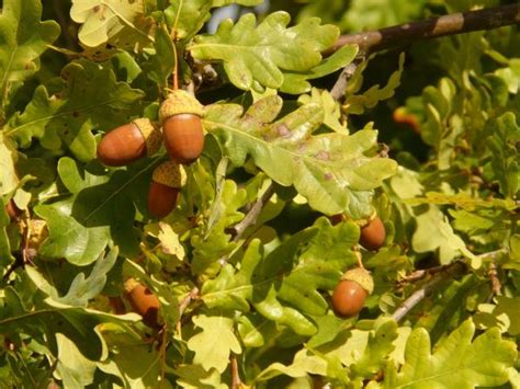 Árbol Roble Común Quercus Robur Características Y Usos