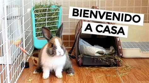 Les Presento Al Nuevo Integrante De La Familia 🐰 ️😲 Youtube