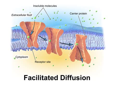 Facilitated Diffusion