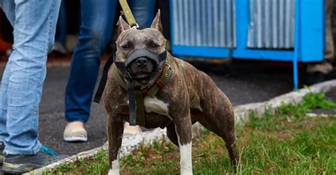 Full list of restricted dog breeds in Ireland and rules owners must ...