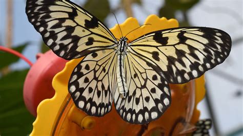 Light Yellow Black Design Butterfly In Blur Sky Background Hd Butterfly