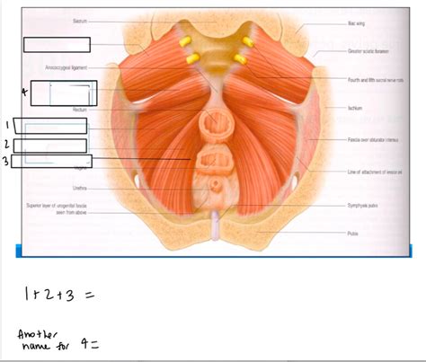 Pelvic Floor Diagram Quizlet